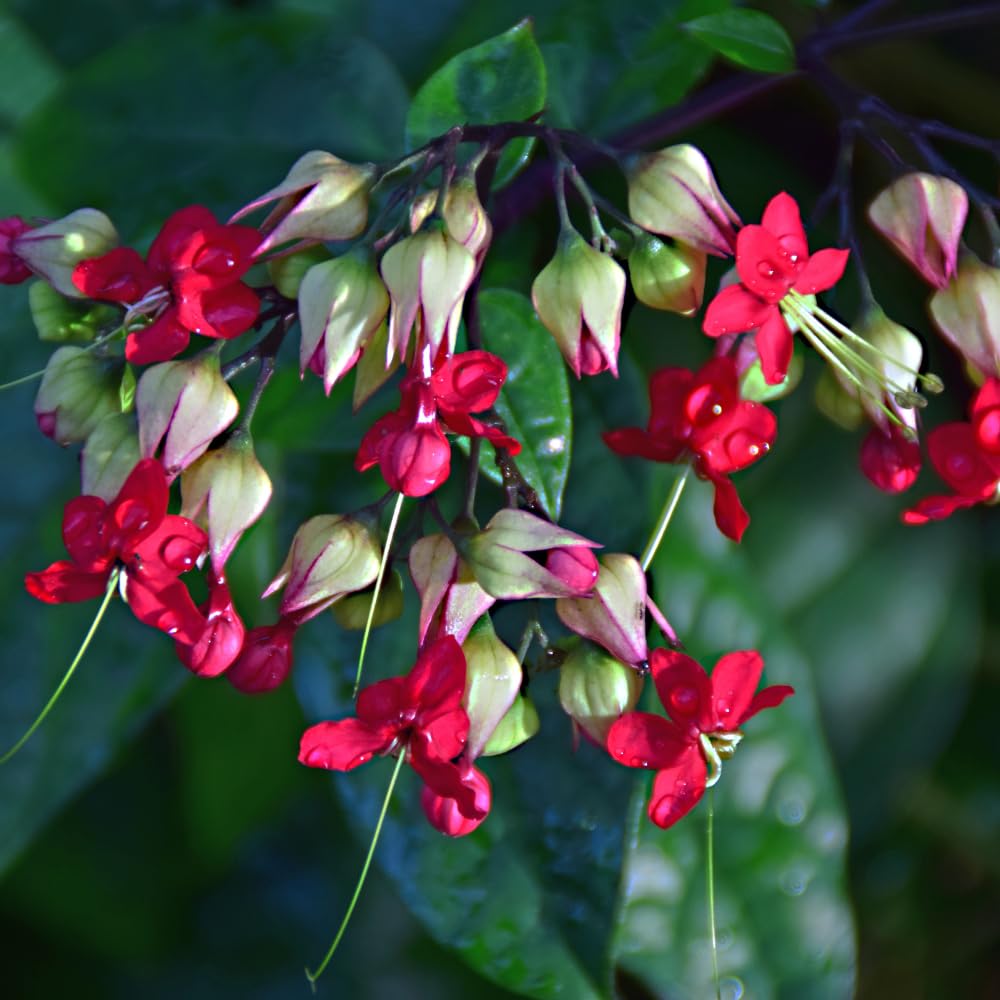 2 Red Bleeding Heart Plants Live, Clerodendrum Perennial Shade Flower Plants, 4-6 Inch Tall Well-Rooted