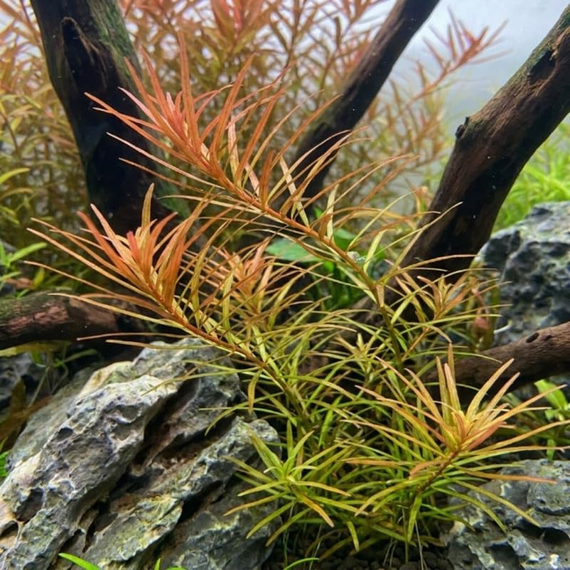 Green Orange Ludwigia Plants Live, 1 Bundle Aquatic Plant
