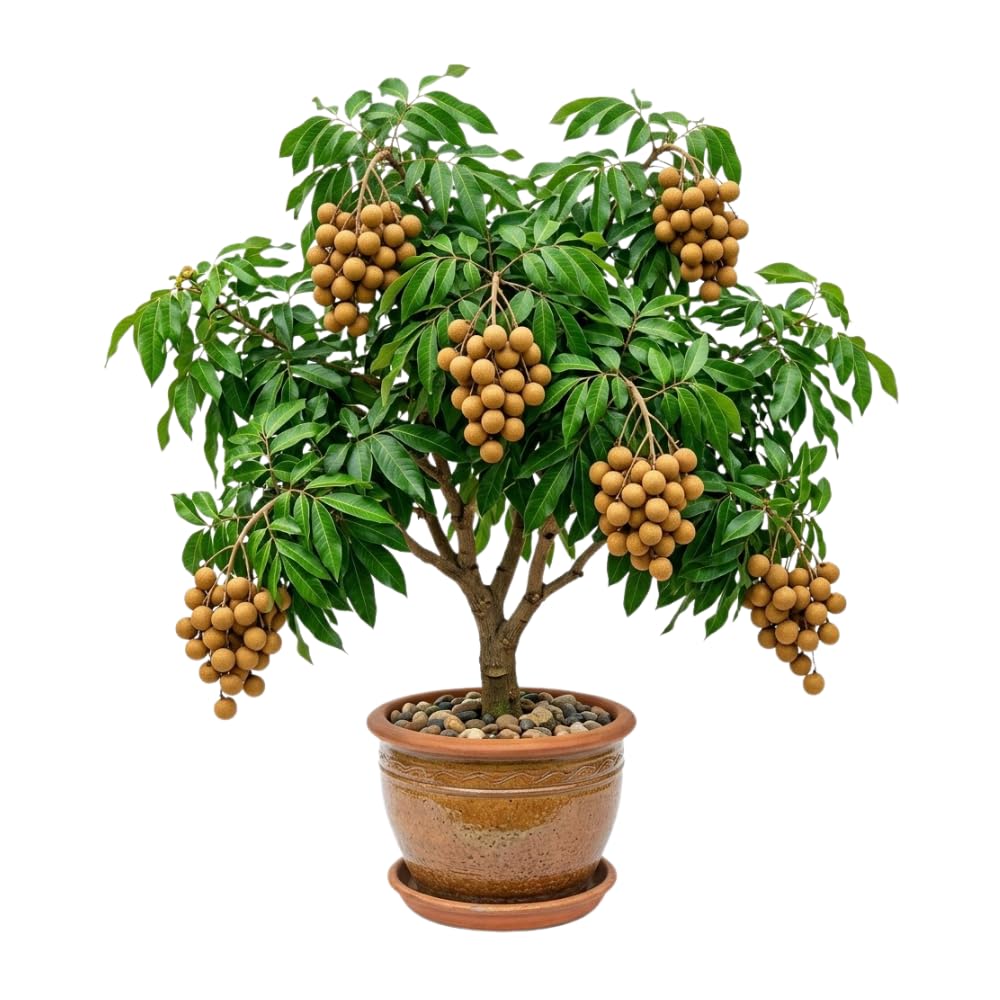 Live Longan Fruit Tree, Longan Tree Live Plant, 3 Gallon Pot, 2-3 Feet Tall, Sweet and Fragrant Fruit, Easy Care Outdoor Tree, No Ship to CA