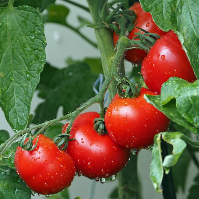 2 Tomato Plants Live, Tomato Vegetable Plants Well Rooted, 4-8 Inch, Indoor Outdoor Garden Growing