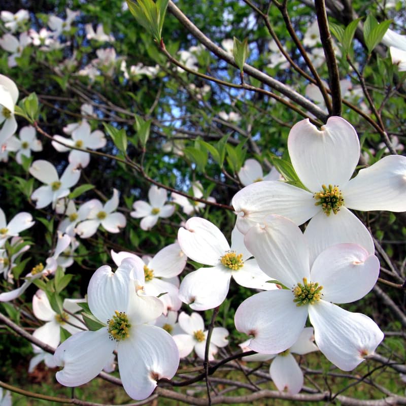 Dogwood Tree Live Plant, White Flowering Dogwood Tree Gardening, Quart Pot