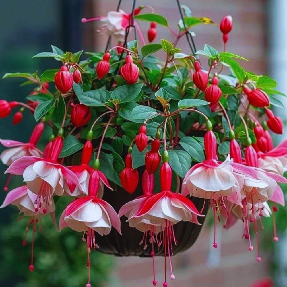3 White Red Fuchsia Live Plants, Fuchsia Plants Live, 4 and 8 Inc Tall, Gardening and Outdoor Patio