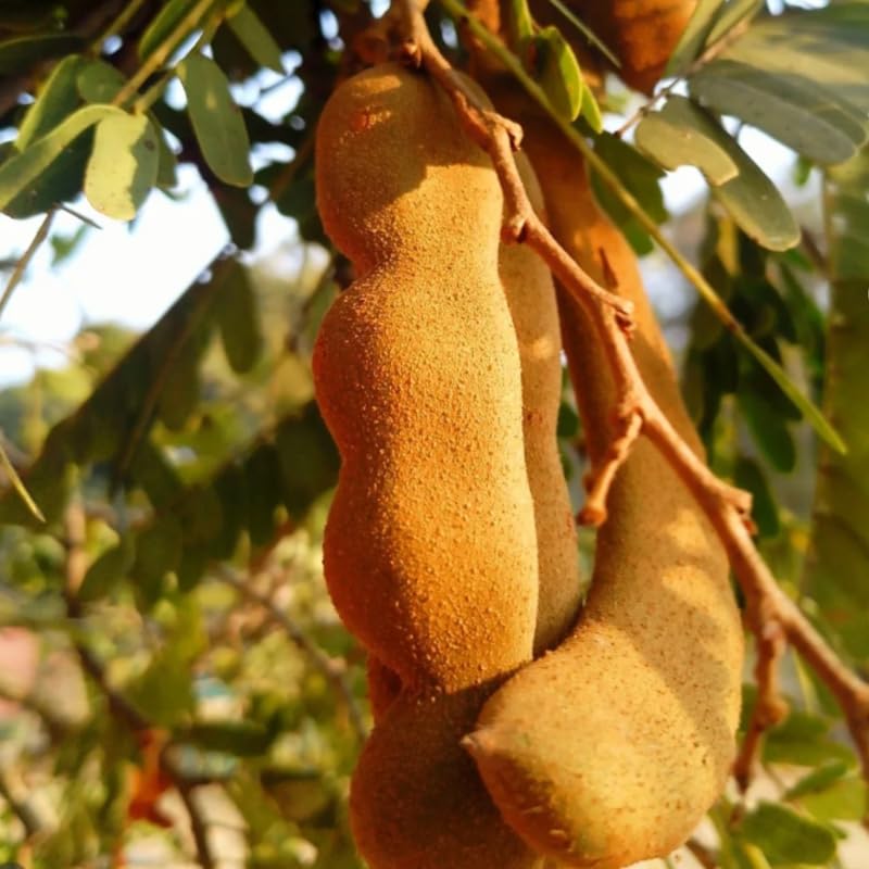 Tamarind Tree Live Plant, Live Tropical Plant 2-3 Feet Height in 3 Gallon Container, Suitable for Garden Planting, No Ship to CA