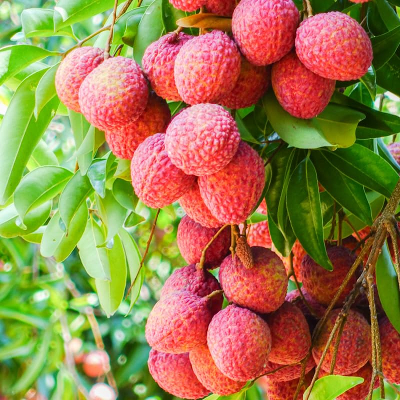 Live Lychee Fruit Tree, Sweet Lychee Tree Live Plant for Gardening Outdoor, 3 Gallon, No Ship to CA