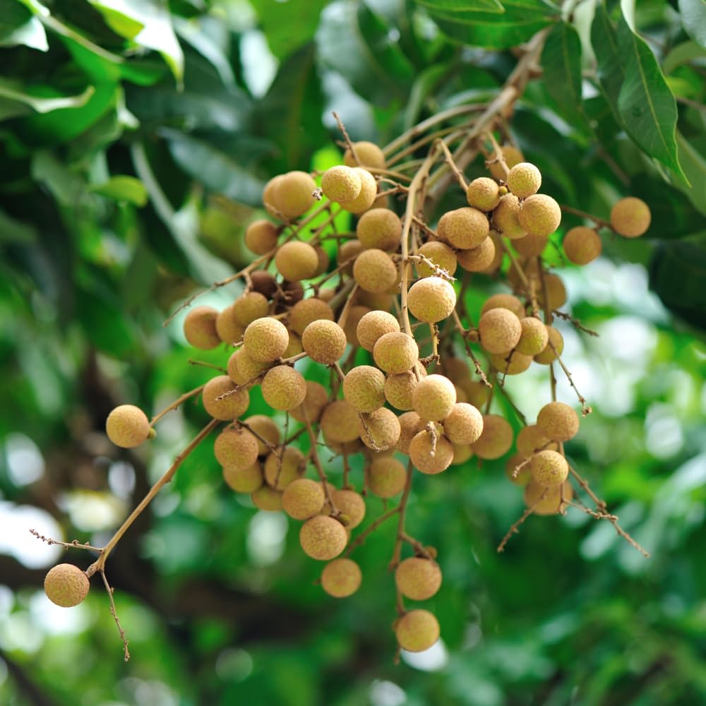 Longan Tree, Sweet Longan Live Plant, Outdoor Garden Planting from 2 Ft Tall, No Ship CA