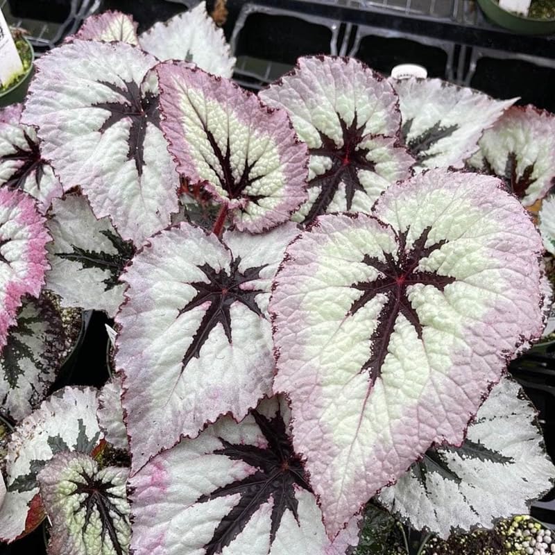 Pack 2 Begonias Plants Live, Pink Fire Begonia Live Plant for Decorative Houseplants Indoor Outdoor, Spring Vibrant Foliage
