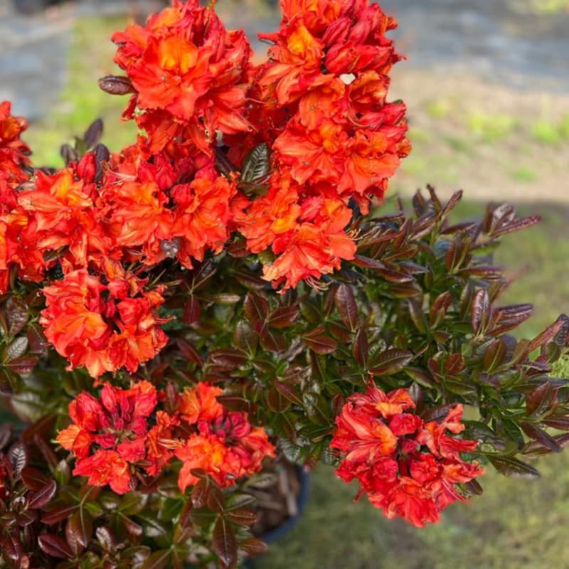 1-2Yrs Old Rhododendron Plants Live in Pot, Rhododendron Azale Bush Shrub Tree Plant, Orange-Red Blossoms