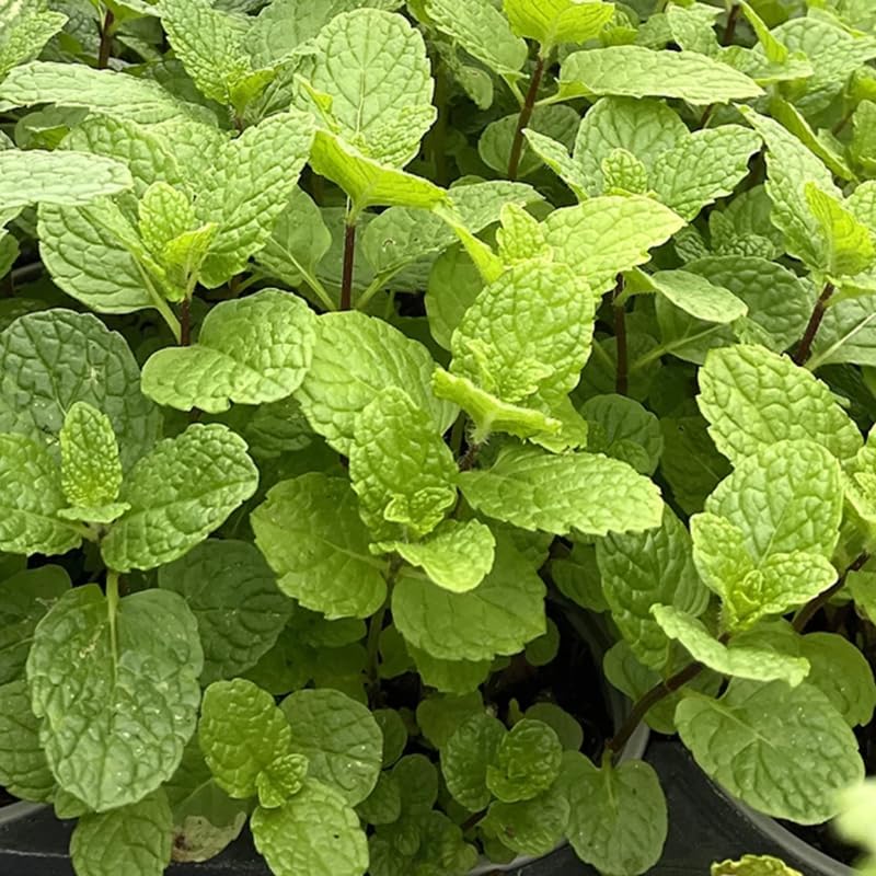 Set 4 Live Mojito Mint Plants for Planting, 4 to 8 Inch Tall Herb Live Plants, Fragrant Herb Mint Plant for Home Garden