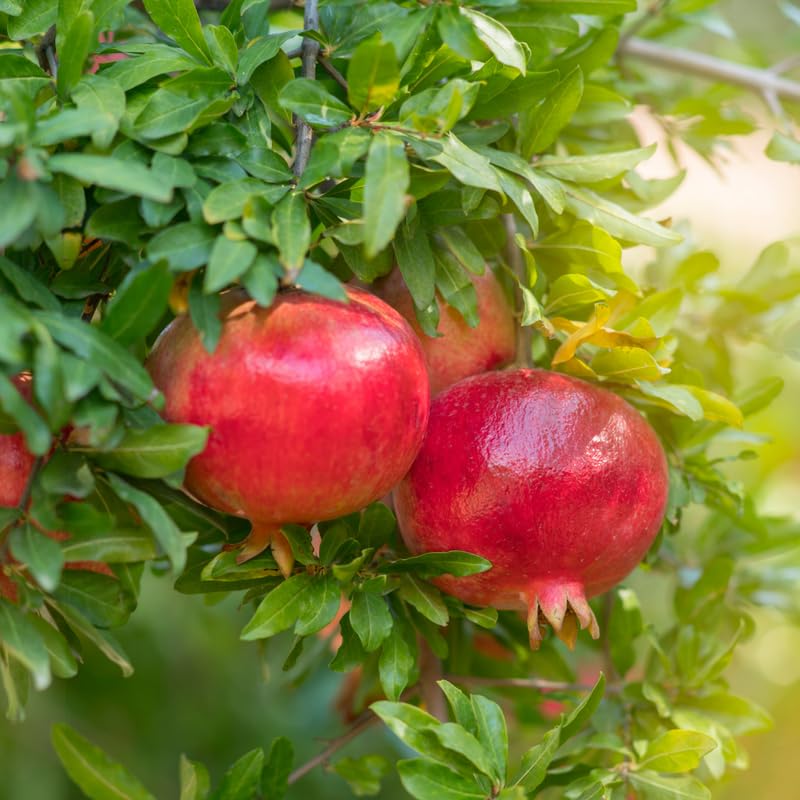 Live Pomegranate Tree Plant, Sweet Pomegranate Fruit Tree, 2-3 Feet Tall in 3 Gallon for Outdoor Planting, No Ship to CA