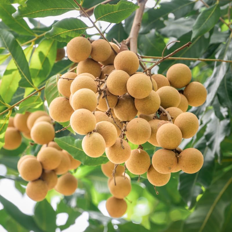 Longan Tree Live Plant, 3 Gallon Pot, 3-4 Ft Tall Longan Fruit Trees Live Plants for Growing Outdoor, No Ship to CA