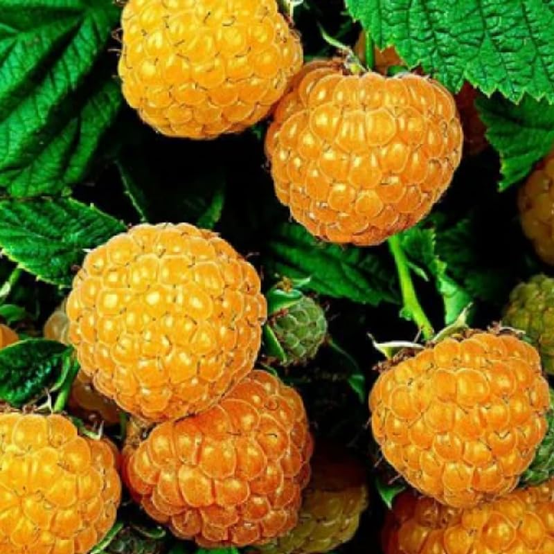 2 Raspberry Plants Live, Fall Gold Raspberry Bush for Planting, 4-7" in Tall, Spring Raspberries Cold Hardy