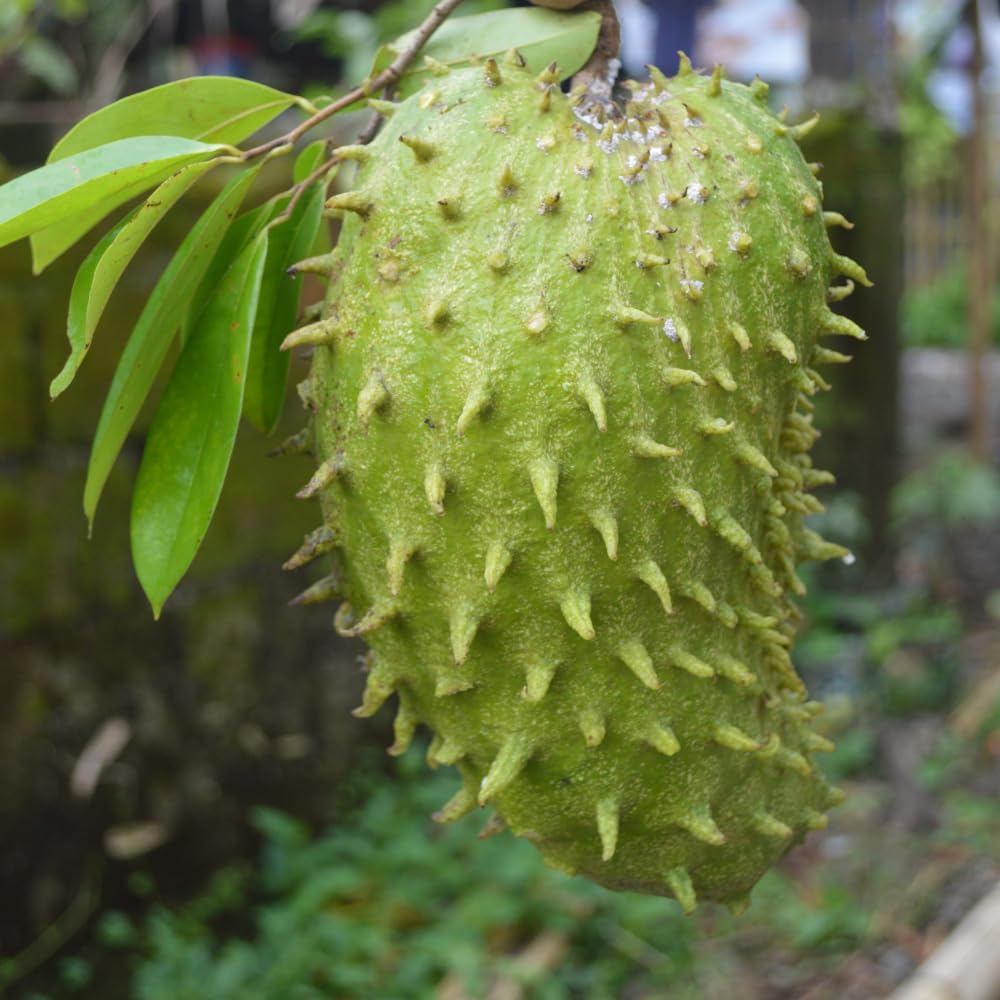 Soursop Tree, 2-3 Ft Tall Grafted Soursop Tree Live Plant in Gallon Pot, Tropical Guanabana Trees, No Ship to CA