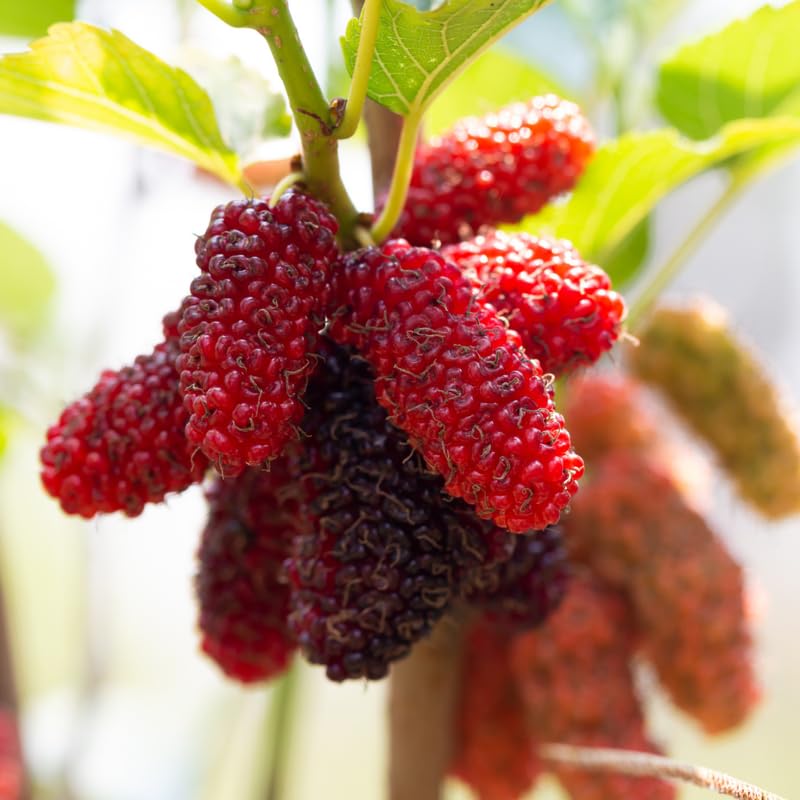 Red Mulberry Tree Live Plant, Hardy Mulberry Fruit Tree for Planting Indoor Outdoor, Sweet Mulberries Tree Well Rooted 4-8'' Tall