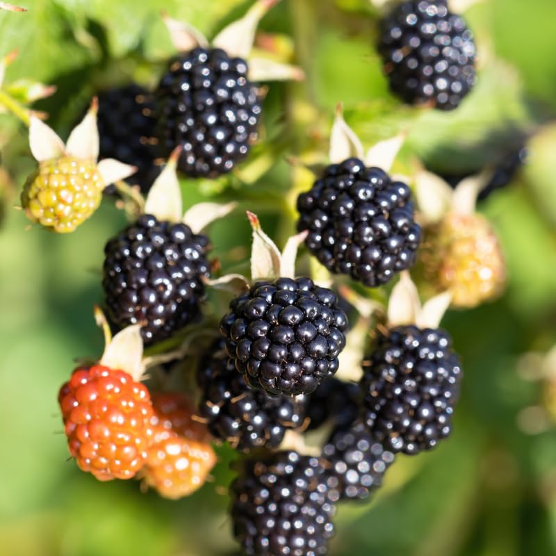 Pack 2 BlackBerry Plants Live, 4-8 Inch Tall, Von Blackberries Fully Rooted High Yield Berry Plants for Outdoor Planting