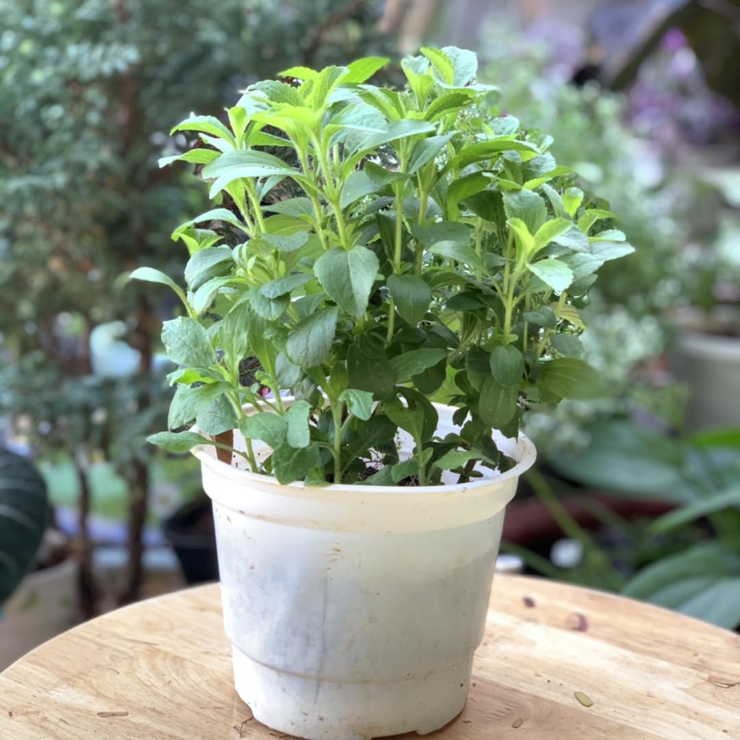 6 Packs Greek Oregano Plants Live for Indoor Outdoor, Culinary Herb for Planting, 4-7 Inches Tall, Oregano Mint Plants Live