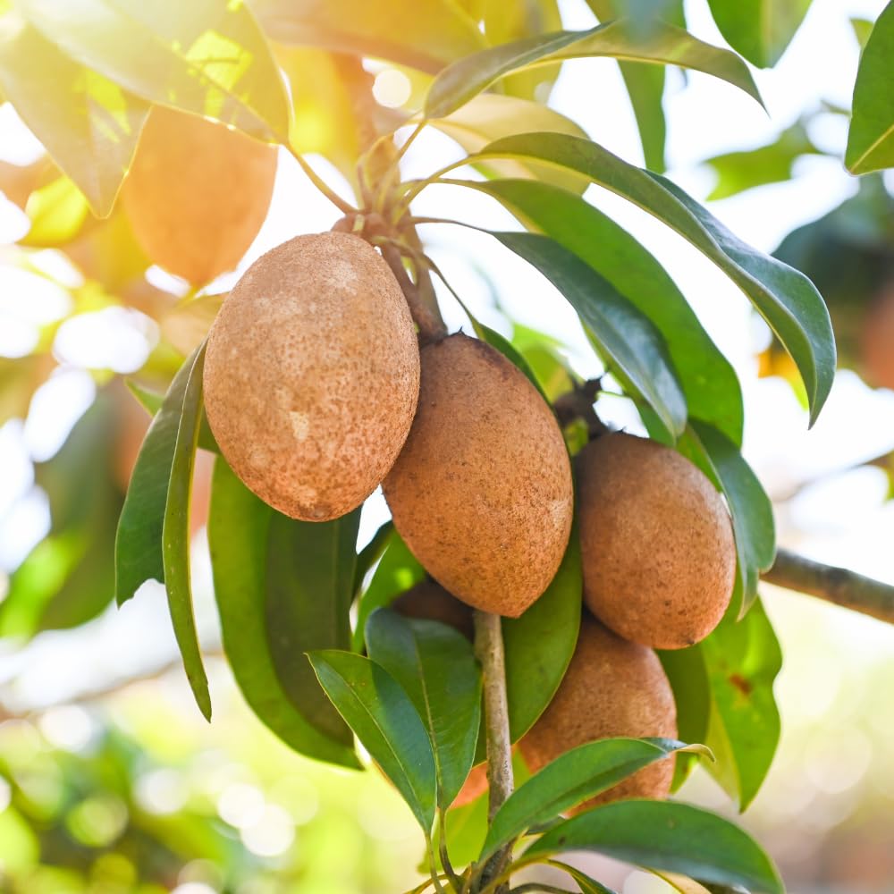 10 Sapodilla Seeds for Planting, Tropical Fruit Tree Seeds for Garden andContainers