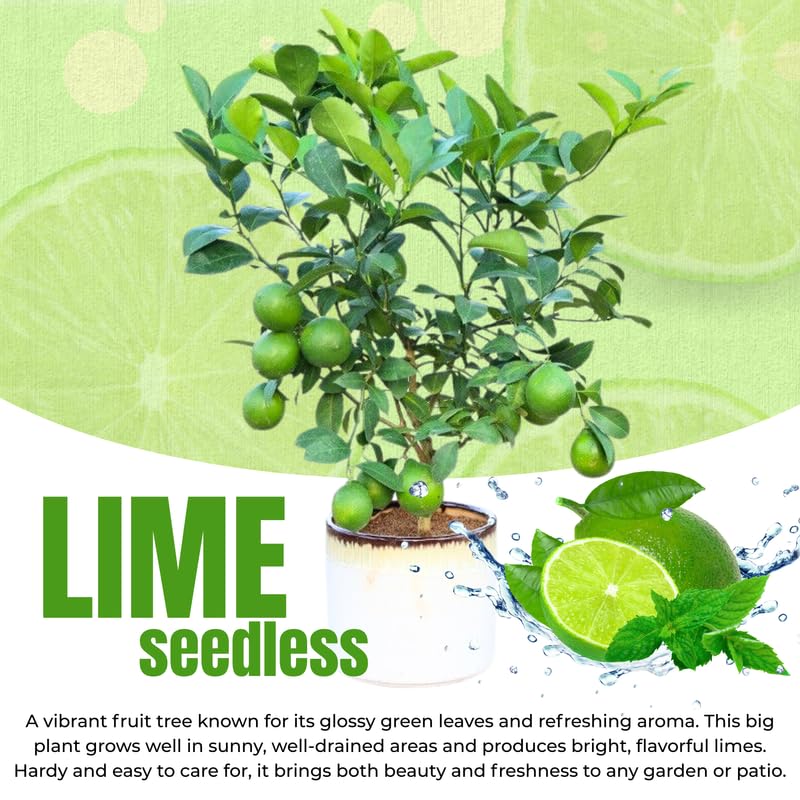Mature Seedless Lime Tree Live Plant in 5 Gallon Pot, 2-3 Feet in Tall, Already Bearing Fruit, Cold Hardy and High-yielding, Fragrant Citrus Trees