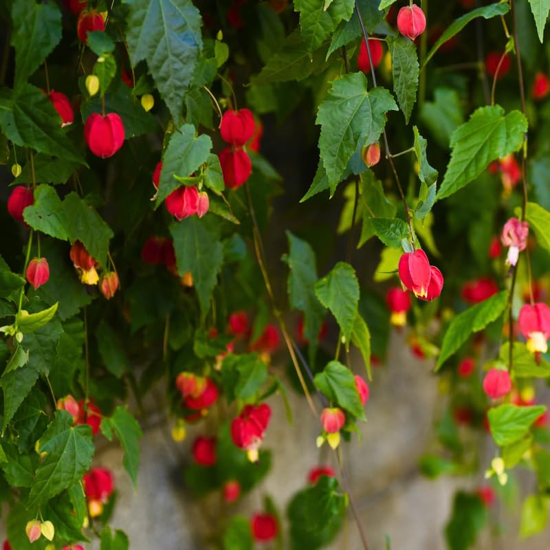 2 Abutilon Plants 2-5 Inch Tall, Lantern Tree Live Plant, Hanging Flower Vine, Indoor Outdoor Growing