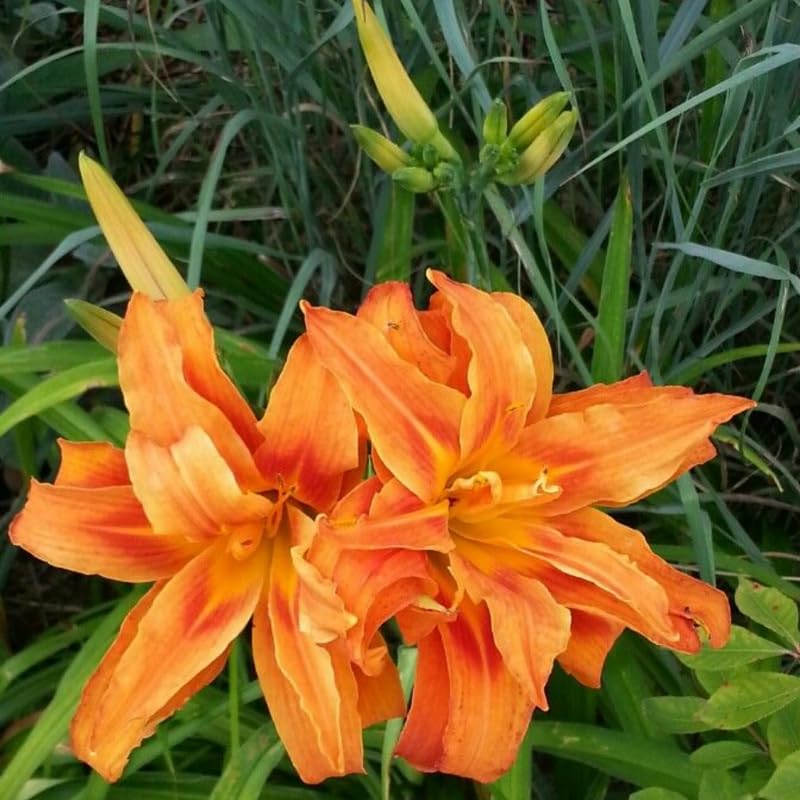 3 Daylily Bulbs for Planting, Double Orange Daylilies Bulbs Annual Flower Plant Bulb