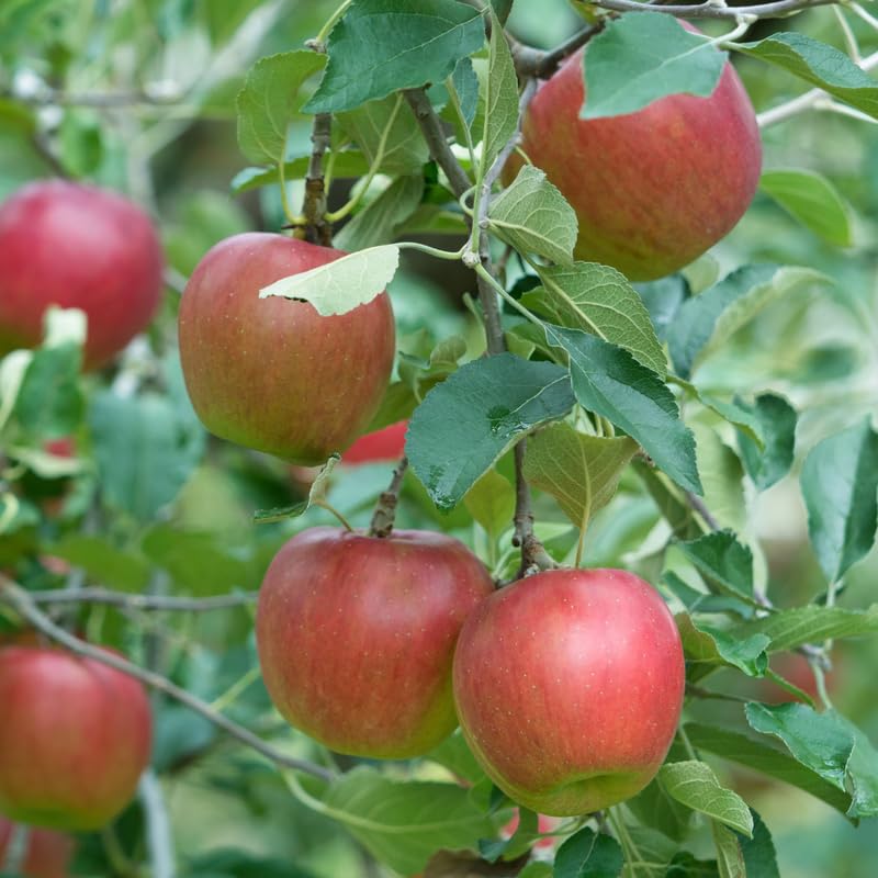 Red Apple Tree Plants, Bare Root 1-2 Ft Tall, Apple Tree Plant Live for Planting Outdoors, Well Rooted Fruits Tree Plant, Dormant