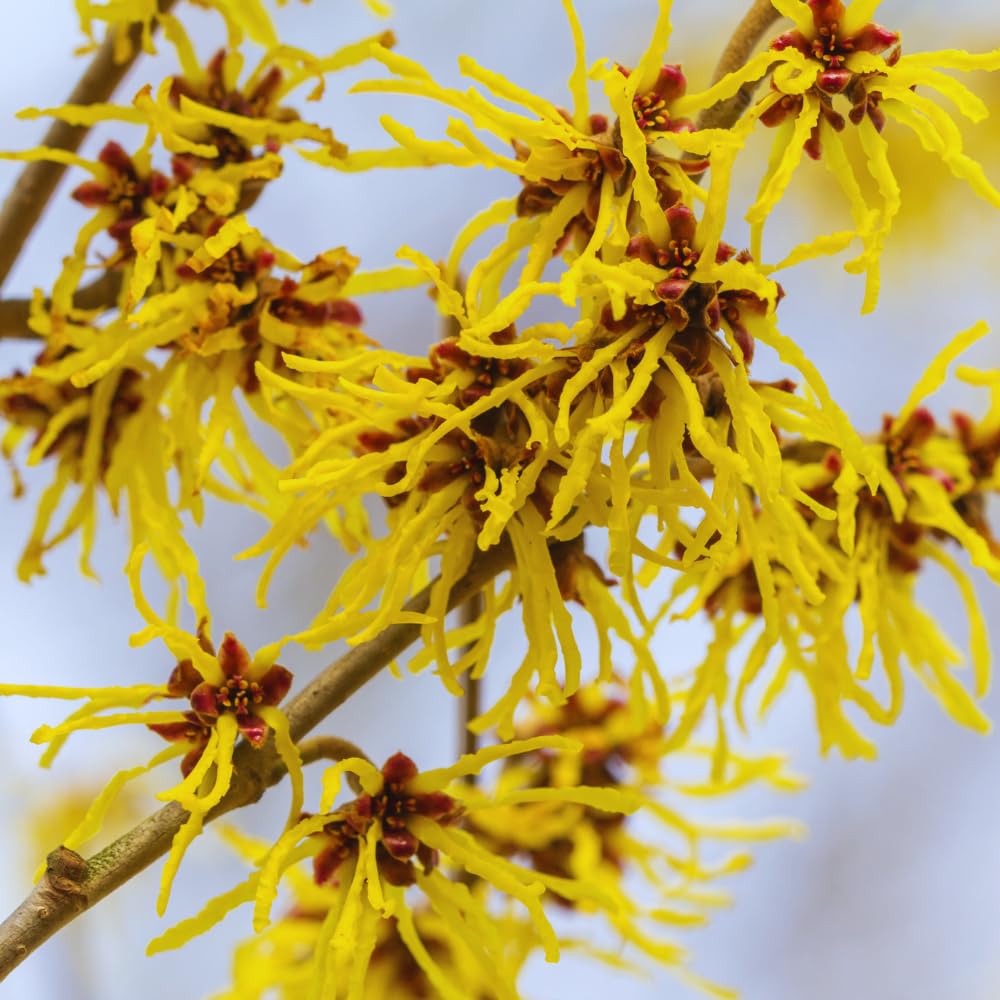 Witch Hazel Tree Live Plant, Witch Hazel Bush Shrub Plants in Quart Pot, 6 to 10 Inc Tall, Quart Pot