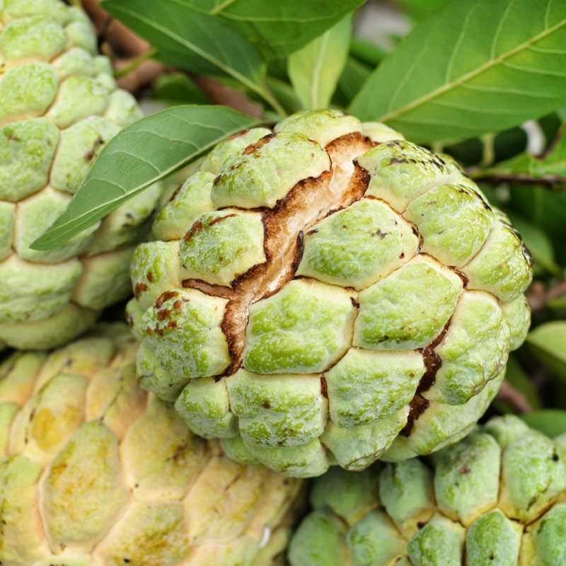 Sugar Apple Tree Live Plant for Planting, 2 to 3 Feet Long, Green Sugar Apple Fruit Plant Live, 3 Gallon Potted, No Ship to CA