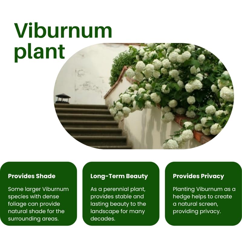 Japanese Snowball Viburnum Tree Live Plant Shrub in Pot, Fragrant Flower, Dormant in Winter, 6-12" in Tall, Bare Root to CA, Bush Shrub Spring Blooms