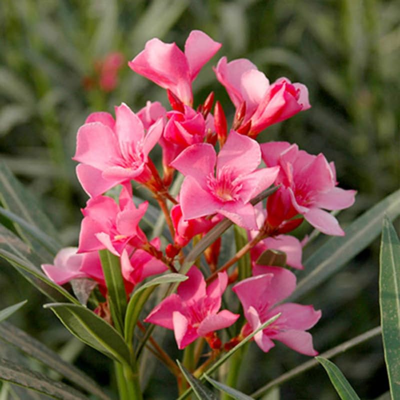 3 Pink Oleander Live Plants 4-7” Tall, Flowering Bush Starter Plant for Landscape Well-Rooted