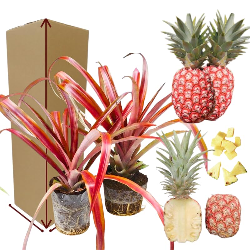 Pack 2 Florida Pineapple Plants Live, Tropical Fruit for Spring Plant, Well-Rooted 4 to 8 Inch Tall for Planting Outdoor Full Sun