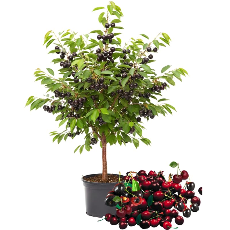 2 Black Cherry Trees Live Plants, 1-1.5 Feet Tall, Hardy Cherry Fruit and Shade Tree for Outdoor Planting, Bareroots Dormant, No Leaves