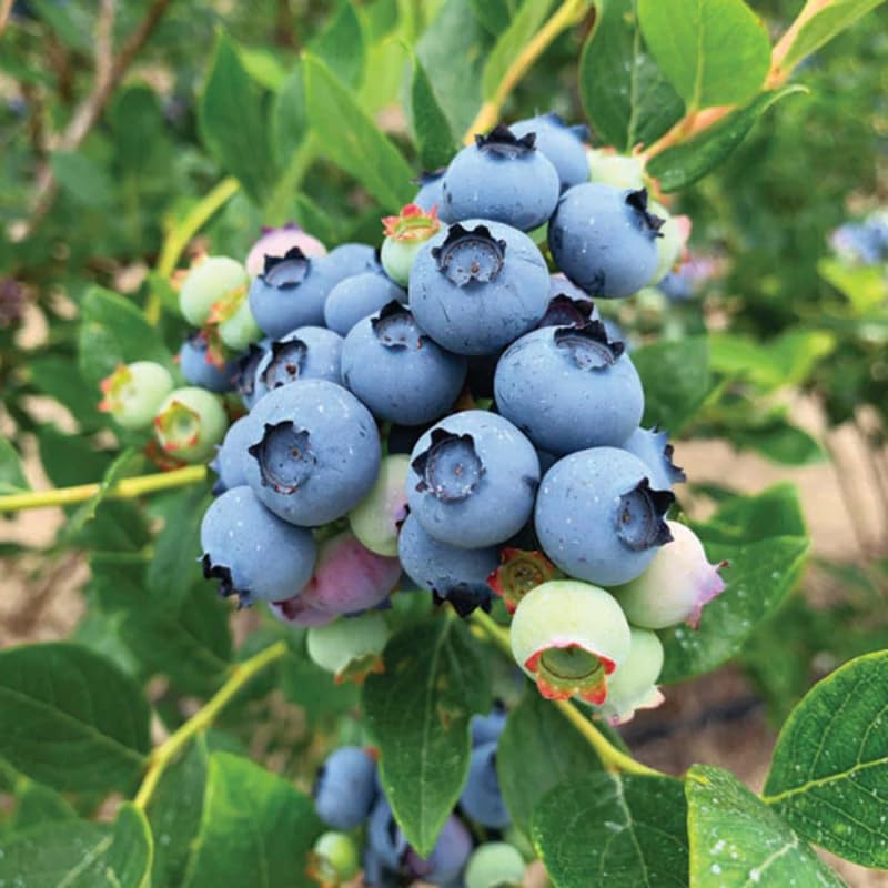 2 Blueberry Plants Live for Planting, 4-8 Inch Tall Well-Rooted, Hardy Blueberry Bush for Garden or Patio, High Yield (Sunshine Blueberry)