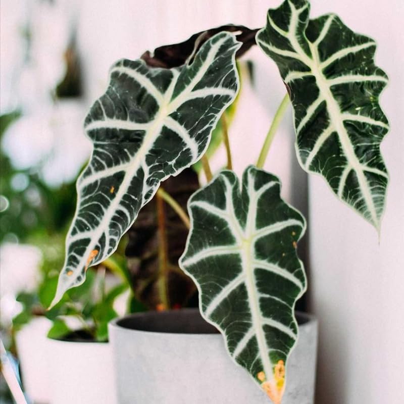 Alocasia Plant Live, Easy-Care Indoor Plant, Rare Alocasia Houseplant 4-8'' Tall for Planting, No Pot (Glossy Alocasia)