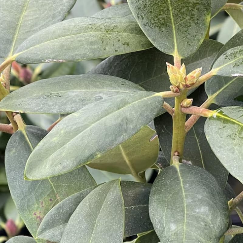 Purple Blue Rhododendron Live Plant Shrubs for Outdoor Planting, Azalea Bushes Ready to Plant, Fragrant Rhododendron Plant Live