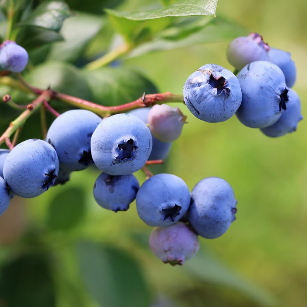 2 Blueberry Bushes Live Plant, 4-6'' Tall Well Rooted Plant, Sweet, High-Yielding, Hardy Blueberries for Garden or Containers (Sunshine Blueberry)