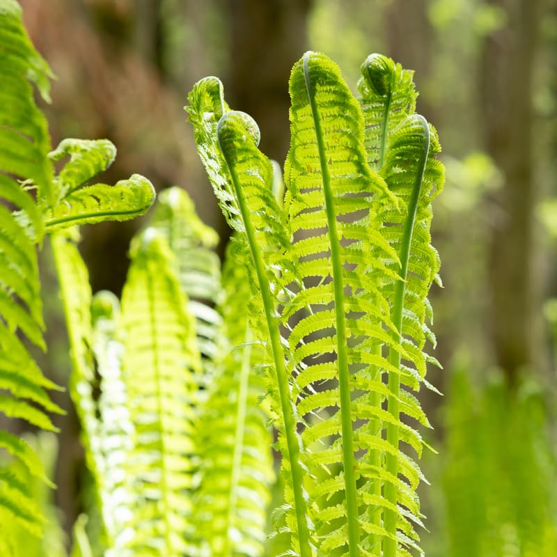 5 Ostrich Ferns Live Plants Rhizomes, Ferns Live Plants Outdoors Indoors, Pack 5 Bare Roots