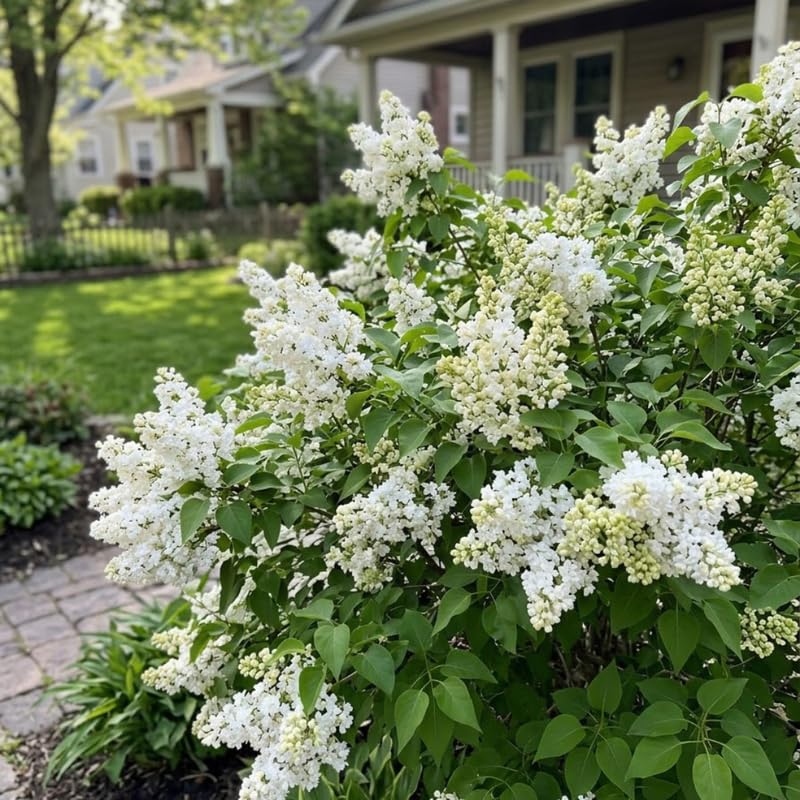 White Lilac Live Plant, Fragrant Flowering Shrub, 8-12" Tall