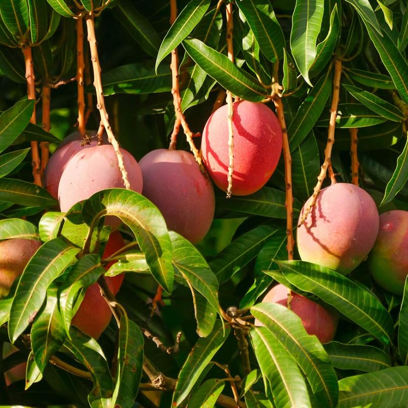 Red Yellow Mango Tree Live Plant, Fully Rooted in 3 Gallon Pot, Tropical Mango Fruit Tree for Indoor or Outdoor Growing