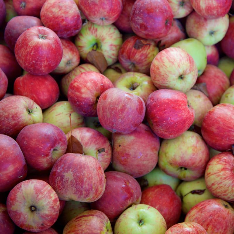 Pink Apple Tree Plants, Bare Root 2-3 Ft Tall, Apple Tree Plant Live for Planting Outdoors
