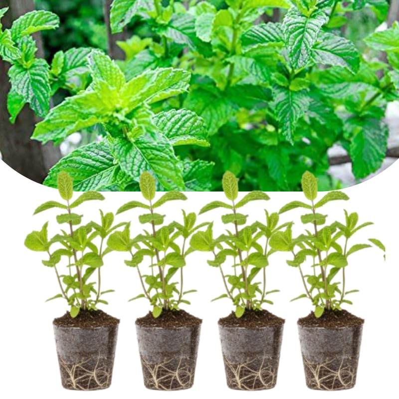 Set 4 Mojito Mint Plants Live, 4-6 Inches Tall, Culinary Herb for Indoor or Outdoor Planting