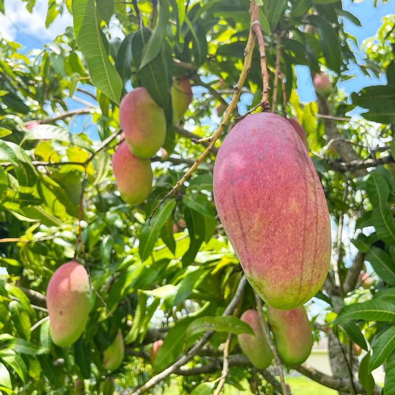 Pride Mango Tree Live Plant Grafted, 2–3 Feet Tall in 3 Gallon Pot, Sweet Tropical Mango Fruit Tree