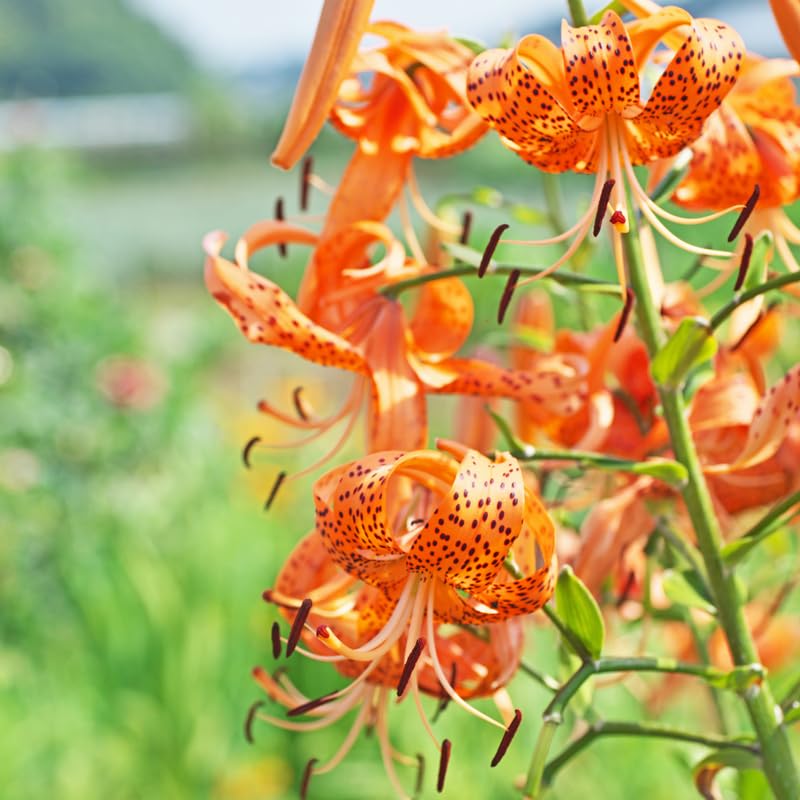 Set 10 Bulbs Turks Cap Lily, Perennial Lily Bulbs
