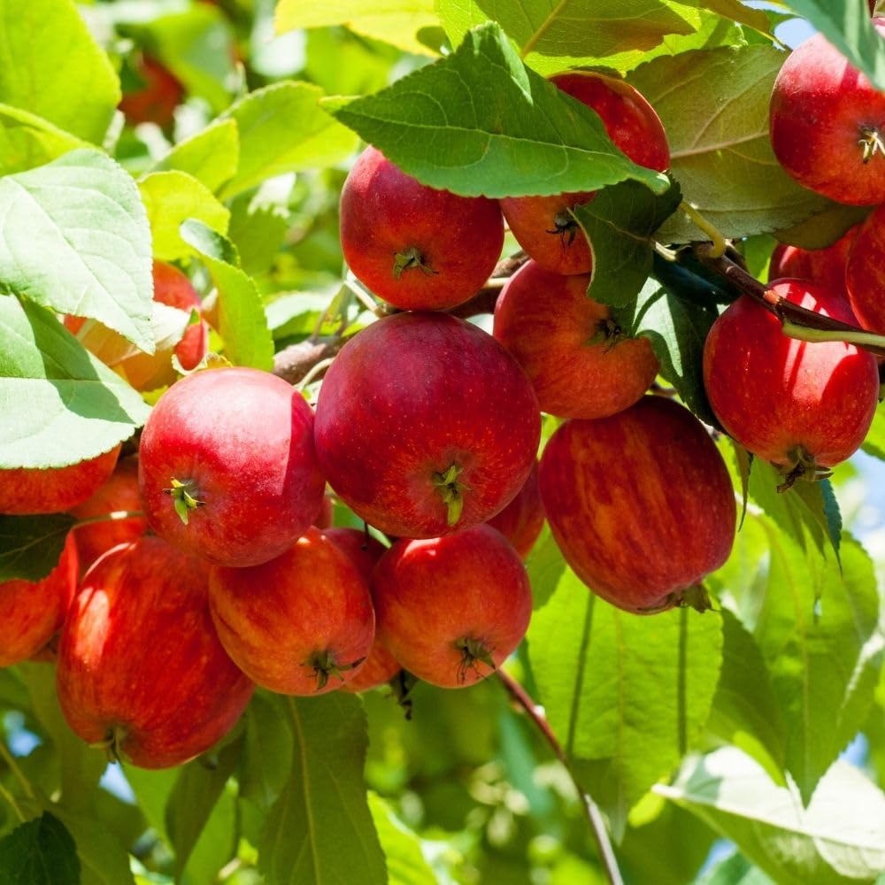 Crabapple Tree Live Plant, 5-8 Inch Tall Crabapple Fruit Seedling