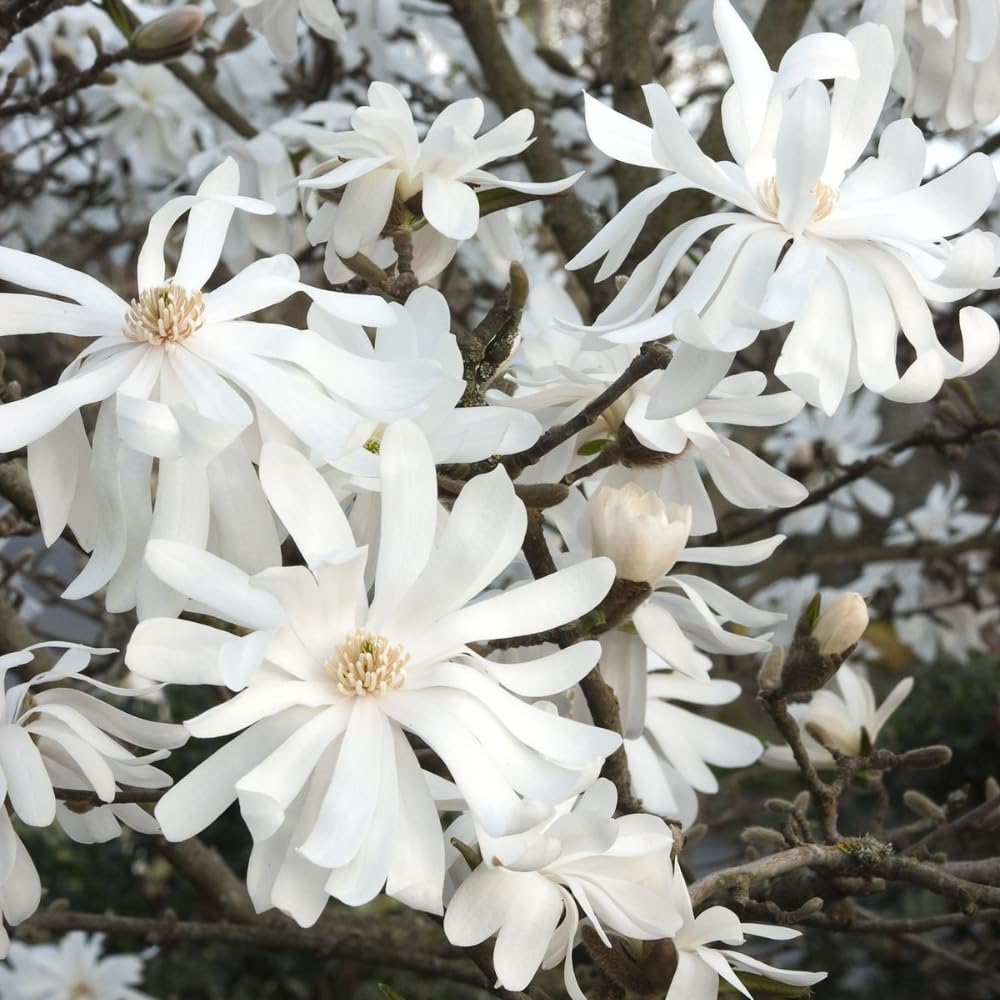 Star Magnolia Tree, 6-12 Inch Magnolia Trees Live Plants, 4 Inch Pot, Fragrant White Flowers, Dormant in Winter