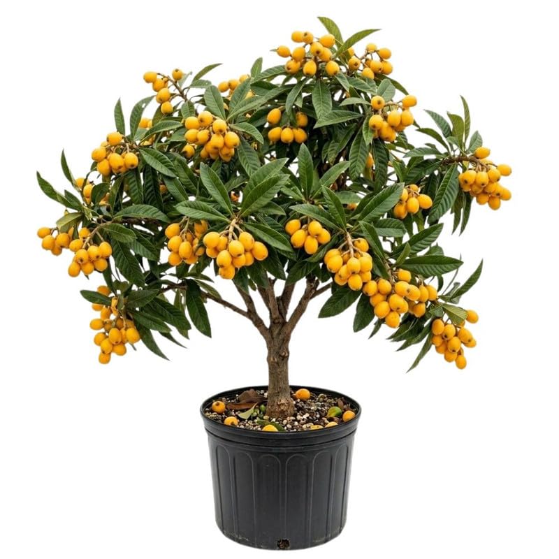Loquat Tree Live Plant, 3 Gallon Pot, 2–3 ft Tall, Hardy Loquat Plant Live, Sweet Fruit Tree for Outdoor Garden, No Ship to CA