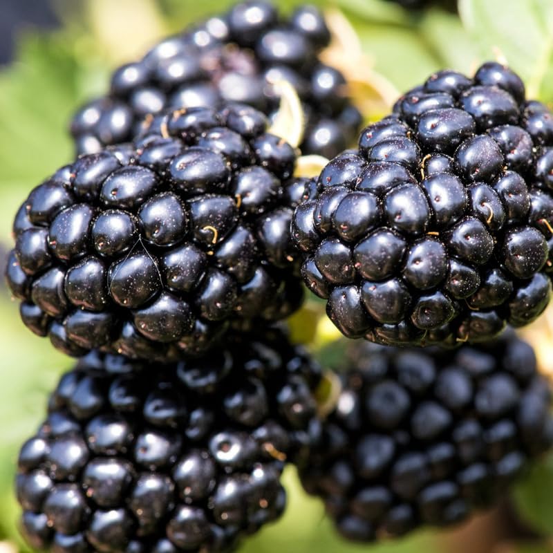 2 Easy Grow Thornless BlackBerry Plants Live for Planting, High Yielding, Sweet Juicy Berries for Your Garden, 4-6" in Tall, Cold Hardy, Dormant in Winter, No Pot
