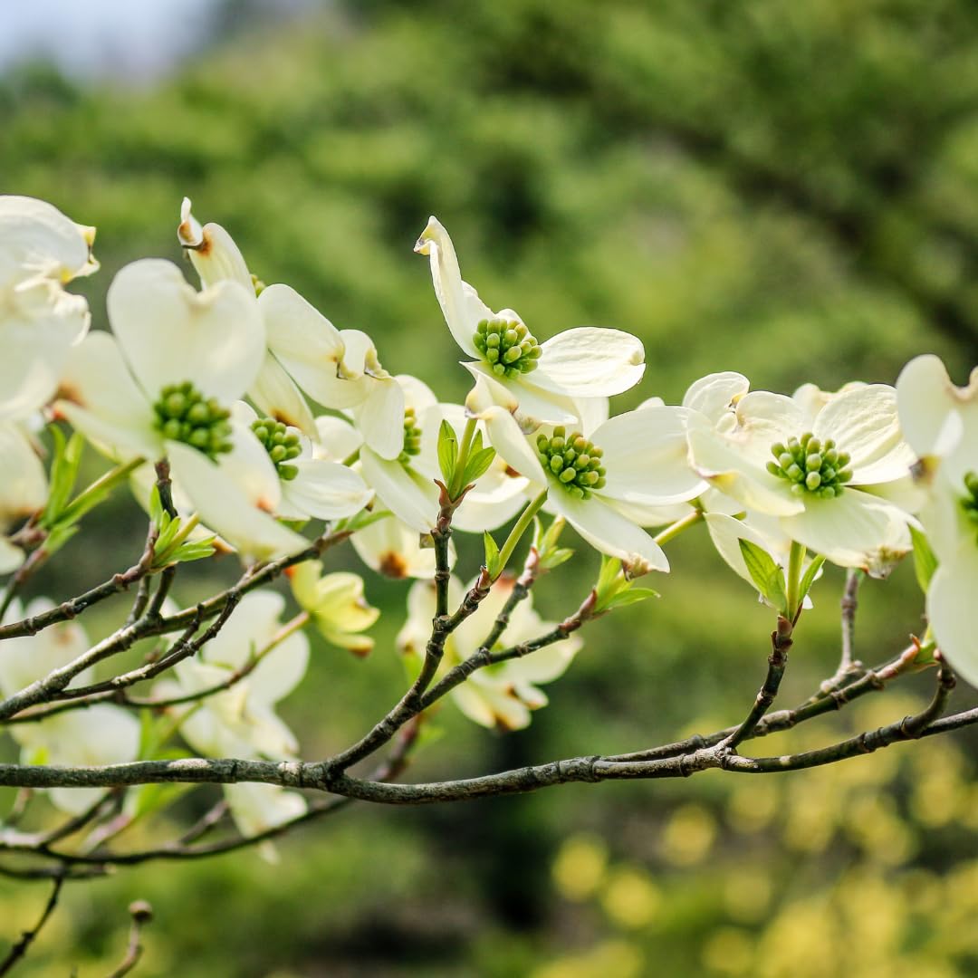 Live Dogwood Tree Plant, White Flowering Dogwood, 1 Feet Tall for Planting