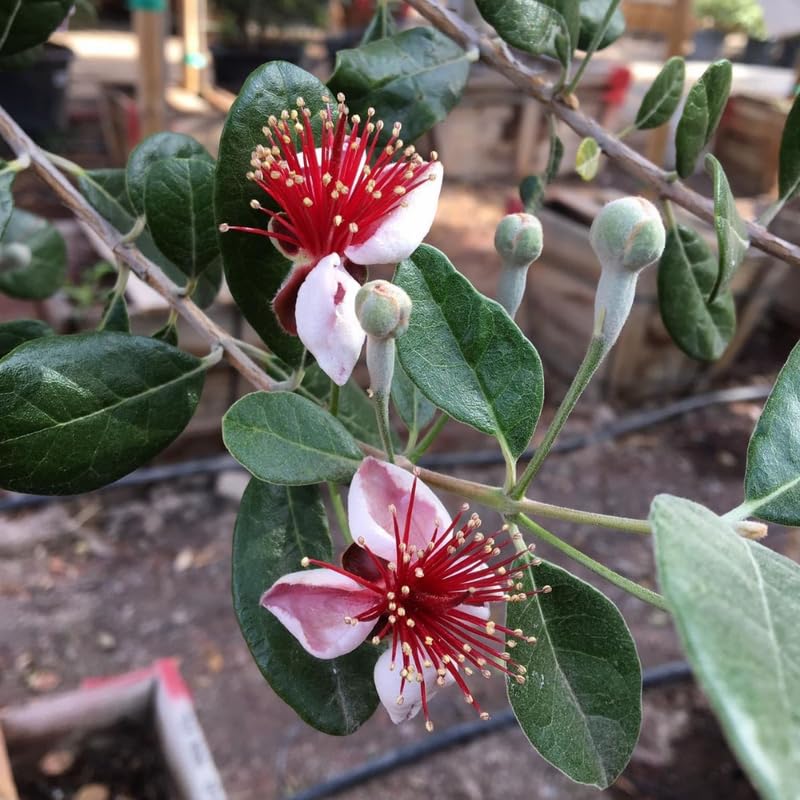 Pineapple Guava Live Tree in 3 Gallon - 2-3 Feet Tall Sweet Tropical Guava Fruit Shrub, Cold Hardy, No Ship to CA
