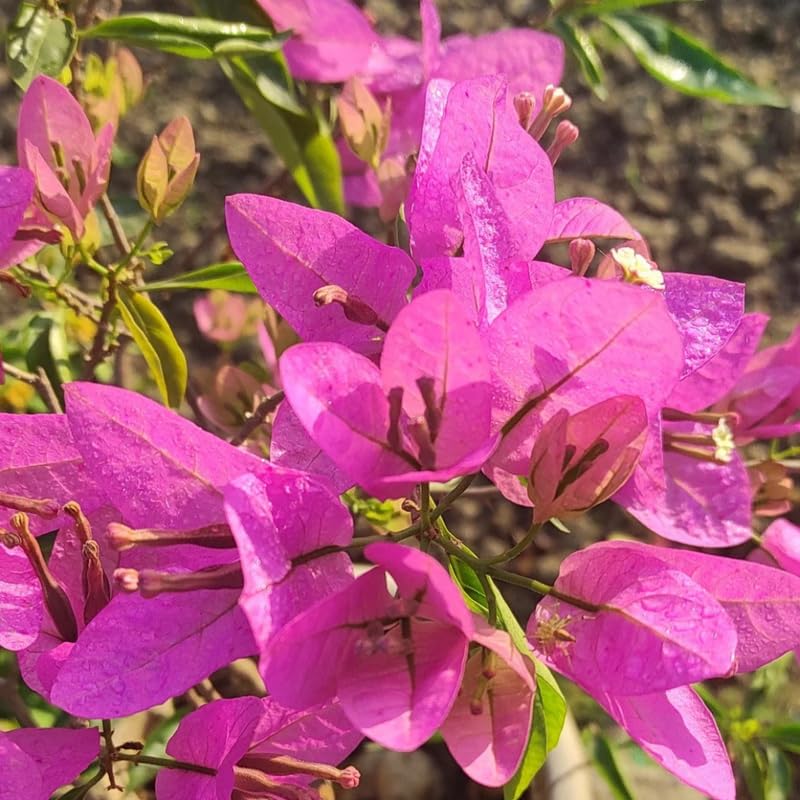 3 Lilac Bougainvillea Plants Live, 4-8” Tall Well-Rooted Bougainvillea Vine Flower Plants, Tropical Climbing Plants, No Pot