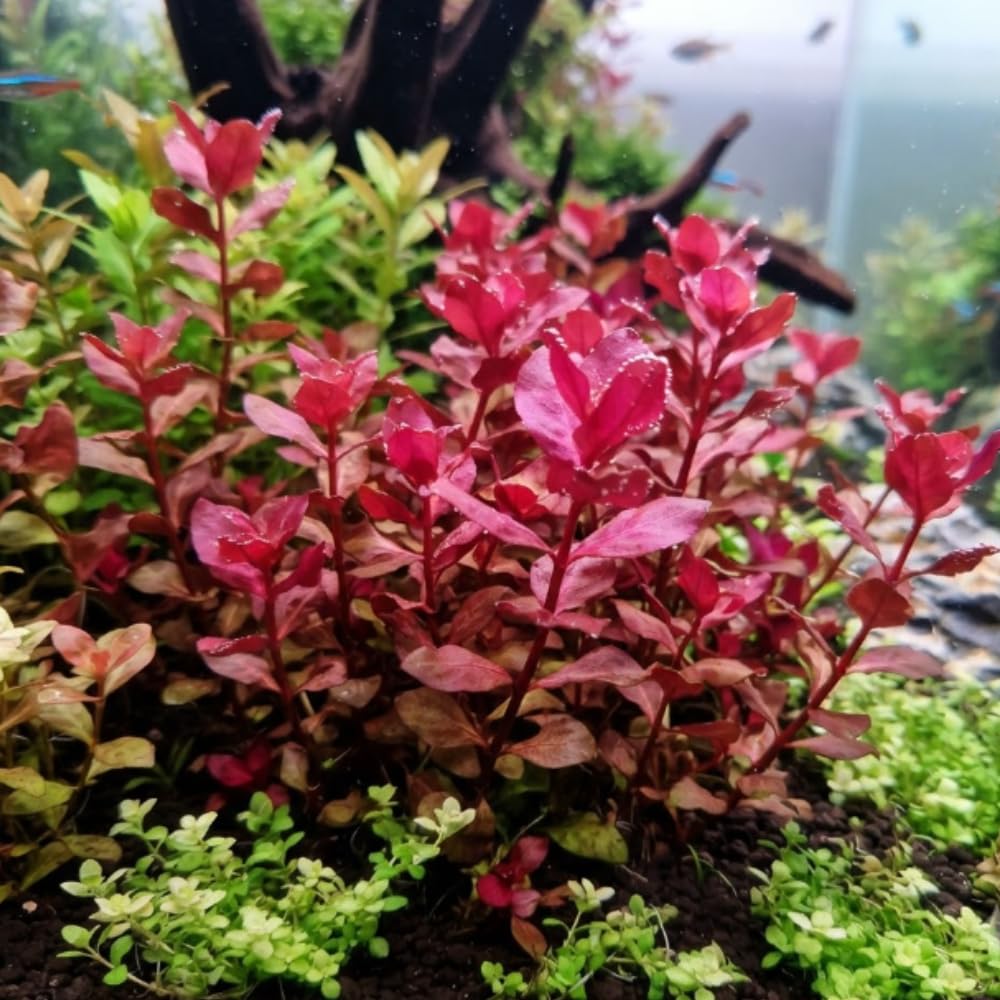 Red Rotala Aquarium Plant, 1 Bundle Live Stem Plant