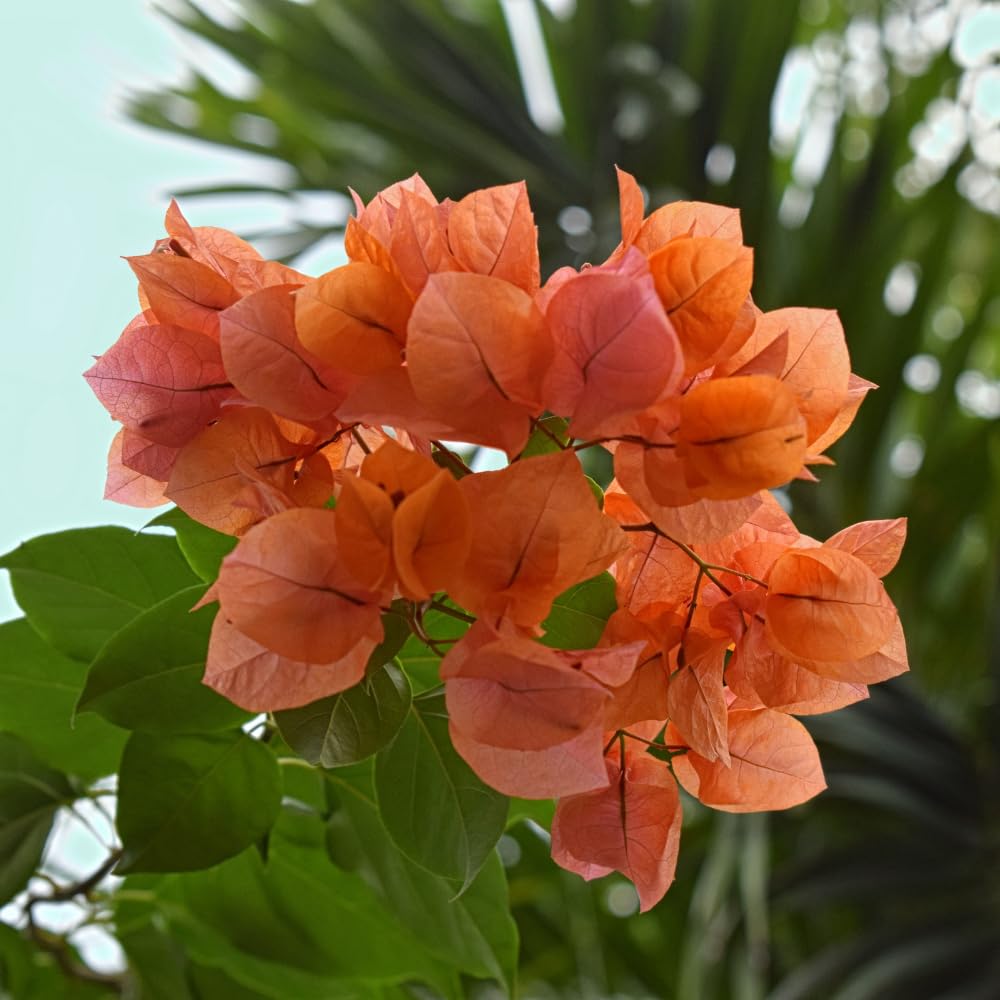2 Bougainvillea Plants Live, Bougainvillea Flower Vine Plant, Indoor Outdoor Garden 4-7 Inches (Bright Orange)